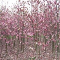 红玉兰价格销售精品红玉兰报价南京红玉兰基地