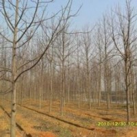 马褂木产地直销移植精品马褂木出售