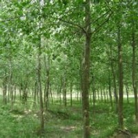 精品意杨价格10公分精品意杨销售基地