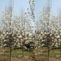 苗圃直销10公分白玉兰12公分白玉兰15公分白玉兰