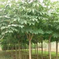 江苏七叶树价格苗圃5公分七叶树价格