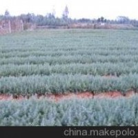 自产自销雪松小苗价格 4米雪松一级苗价格