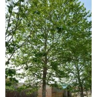 供应1-20公分法国梧桐（悬铃木） 8公分法桐价格