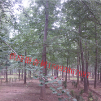 求购 供应山东10 12 15 16 18 20 21 23 24 25公分银杏树