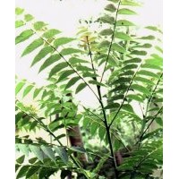 运城臭椿苗木供应