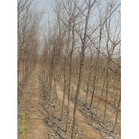 海棠、流苏、金叶女贞精品苗木