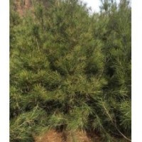 供应优质油松 油松价格 山西绛县泰绿苗木基地