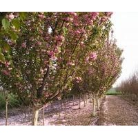 石家庄佳霖苗木基地玉兰 雪松 油松 樱花 西府海棠 金叶女贞 红叶