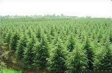 2米籽播雪松一级苗价格.籽播雪松小苗价格