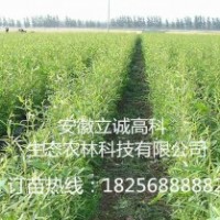 竹柳3号，高峰竹柳，美国竹柳，，渤海3号