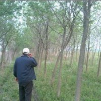 嫁植20公分杜仲价格.30公分杜仲价格