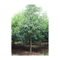 供应杜英苗20公分英树苗木价格