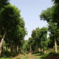 朴树基地移植朴树报价南京朴树基地