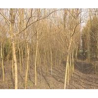 当年垂柳小苗价格金丝垂柳价格黄皮垂柳报价