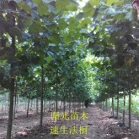 供应12公分全冠速生法桐 造型法桐 法桐种植技术