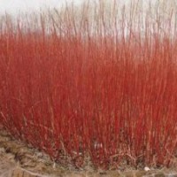 河南新乡供应金银木 红瑞木