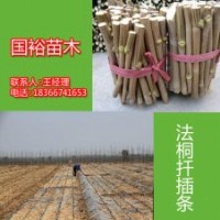 供应山东菏泽2公分|3公分法桐小苗造型法桐最新技术培训