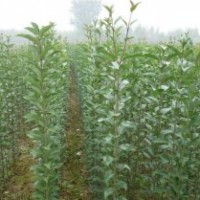 大叶女贞小苗产地.高杆女贞价格.大叶女贞小苗价格