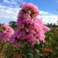 供应湖南长沙3公分紫薇绿化苗