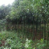 贵州贵阳米径5公分香樟