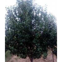 12公分八棱海棠树