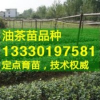 茶树苗,霜降型油茶苗,三年生嫁接茶油苗