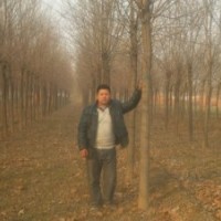 1-20CM法桐、1-2年帽白蜡/国槐、垂柳、栾树、樱花、海棠-紫叶李