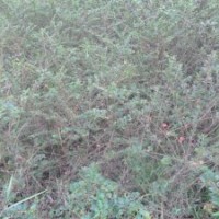 出售 平枝荀子 棣棠 红王子锦带