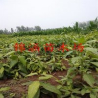 冬季黄花腊梅苗50厘米高腊梅小苗价格货到付款销售