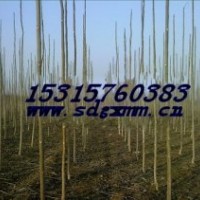 臭椿.山东臭椿基地.乡土树种臭椿