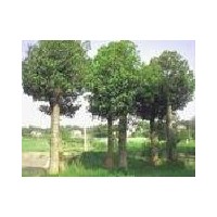 湖北香樟荆州香樟 移栽香樟 截干香樟 香樟小苗
