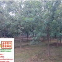 18、19、20公分二年帽白蜡