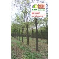 16、17公分二年帽国槐低价供应