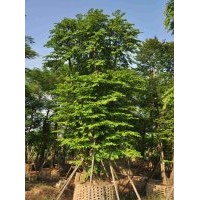 供应：子母树乔木、灌木、水生、藤本、竹类、棕榈、袋苗地皮、球