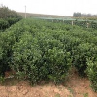 供应山东招远冬青球冬青苗（大叶黄杨）