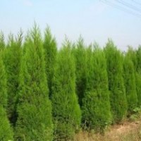 2014秋季苗圃地供应蜀桧2-3米，2米30元，！