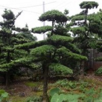 湖南罗汉松,湖南造型罗汉松,精品罗汉松