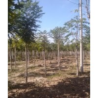 供１０７，毛白杨，香花槐，千头椿，法桐,速生国槐,白蜡，垂柳