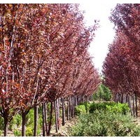 红叶李小苗大量出售、2、3公分红叶李大量低价供应