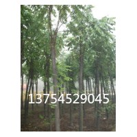 河北法桐，栾树，千头椿，构树，基地