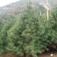 3、4米白皮松出售、低价白皮松大量优惠供应