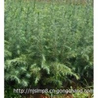 现在雪松小苗雪松基地批发雪松报价