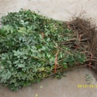 食用 绿化玫瑰苗