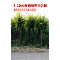 低价供应二年冒金叶榆，2米高榆树，毛白杨