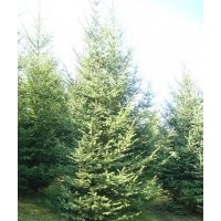 热销云杉、樟子松、五角枫、元宝枫、蒙古栎、九角枫、白桦