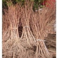 现在水杉价格 2-6公分水杉报价 南京水杉基地