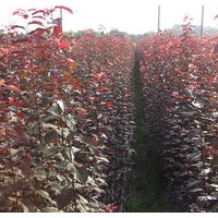 紫叶李小苗大量出售、1年生紫叶李小苗优惠供应