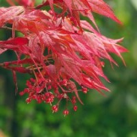 日本红枫怎么样请到隆发园林苗圃来看看