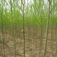江苏垂柳价格垂柳小苗报价10公分15公分垂柳价格