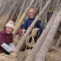 银杏树最新价格出炉